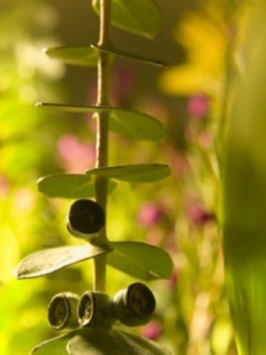 Pur-Sleep™ Aromatherapy 30ml Refill CALM